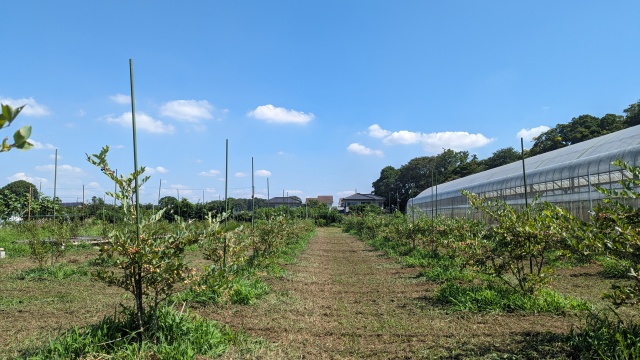 blueberry_field_img