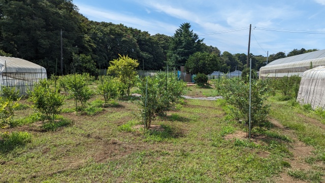 blueberry_field_img