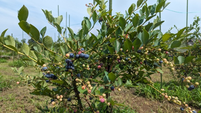 blueberry_field_img