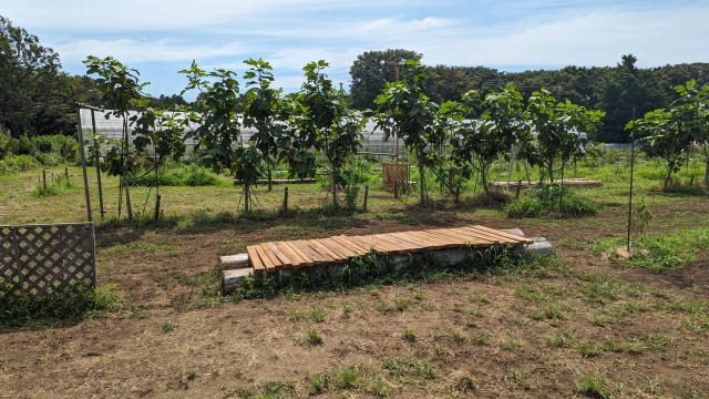 blueberry_field_img