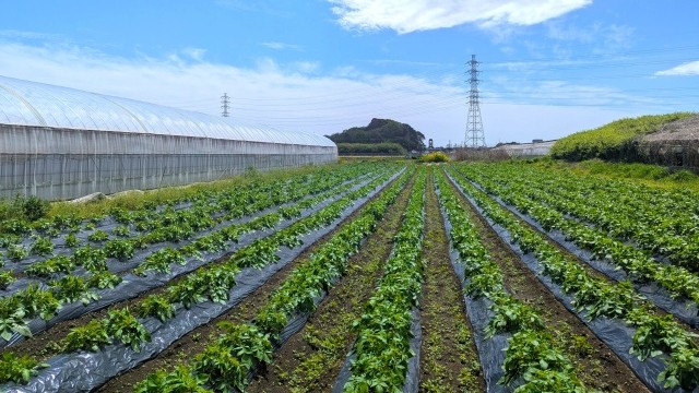 potate_harvesting_img