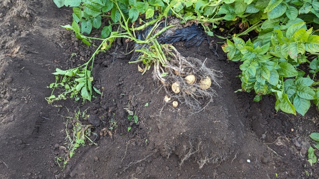 potate_harvesting_img