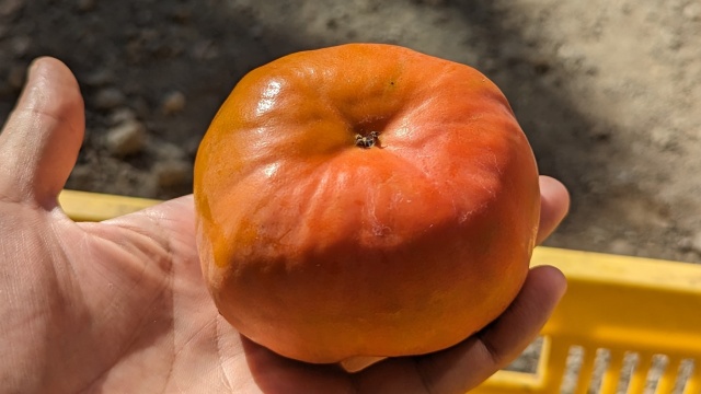 persimmon_shinshu_img