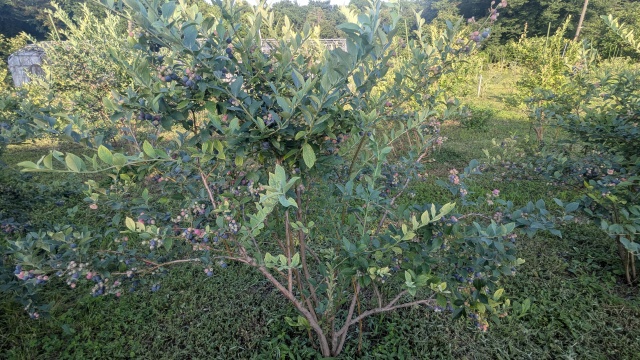 harvesting_image