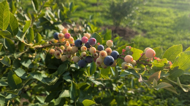 harvesting_image