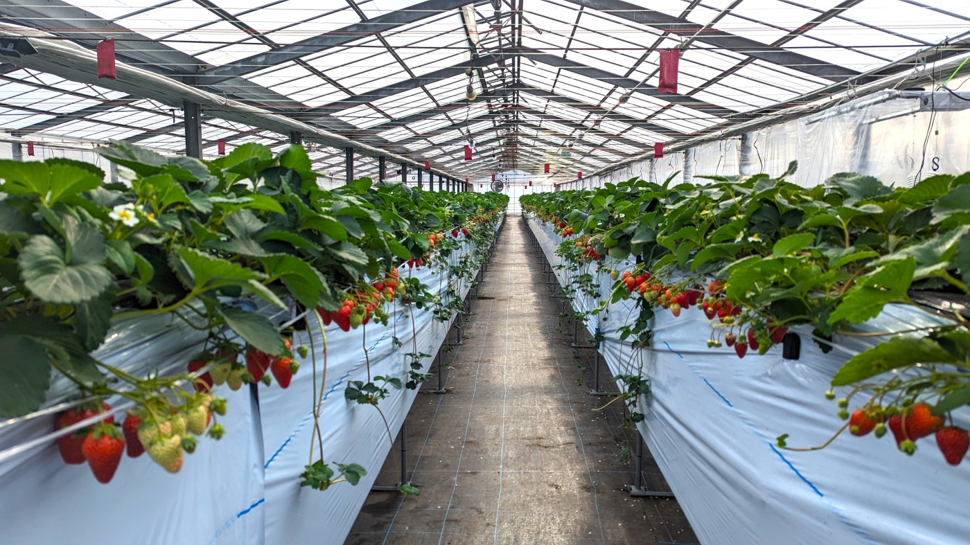 収穫体験の画像