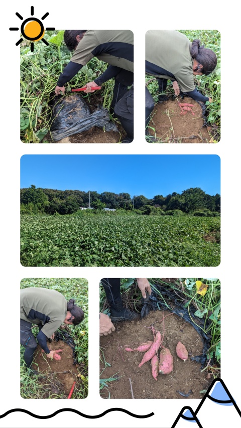 sweetpotato_harvesting_image