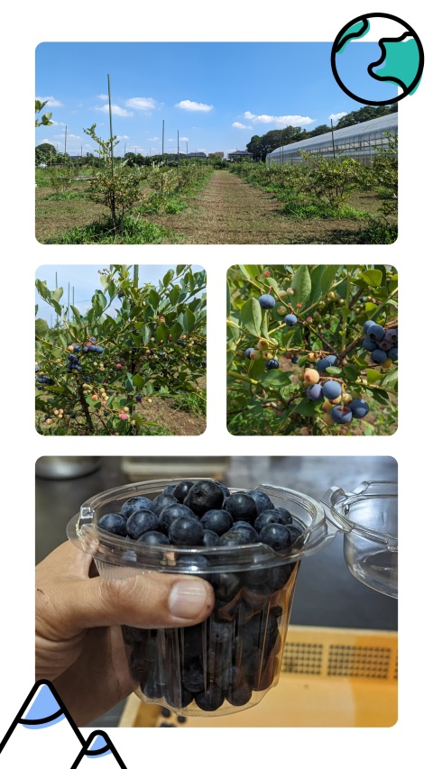 blueberry_picking_image
