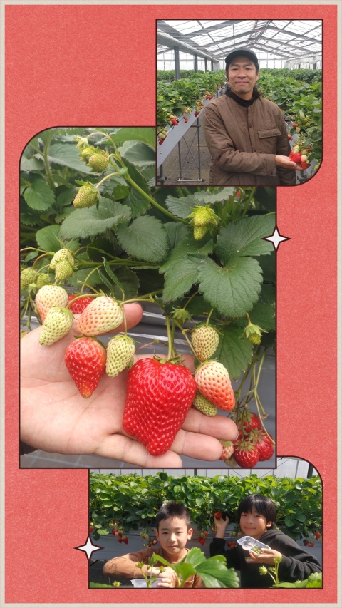 strawberry_picking_image