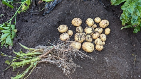 after_dig_potato_image