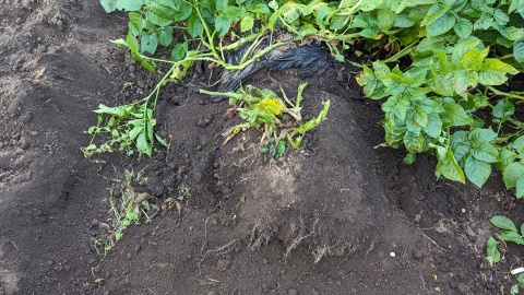before_dig_potato_image
